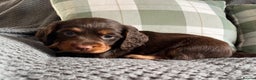 Cocker Spaniel dogs for sale: Extensively Health tested cocker spaniels Puppies  - Advert 8
