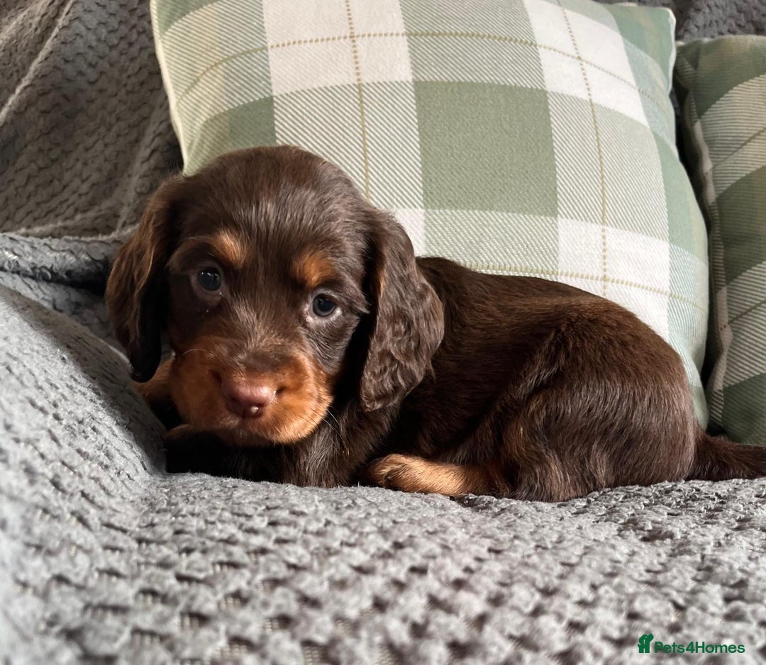Cocker Spaniel dogs for sale: Extensively Health tested cocker spaniels Puppies  - Advert 8