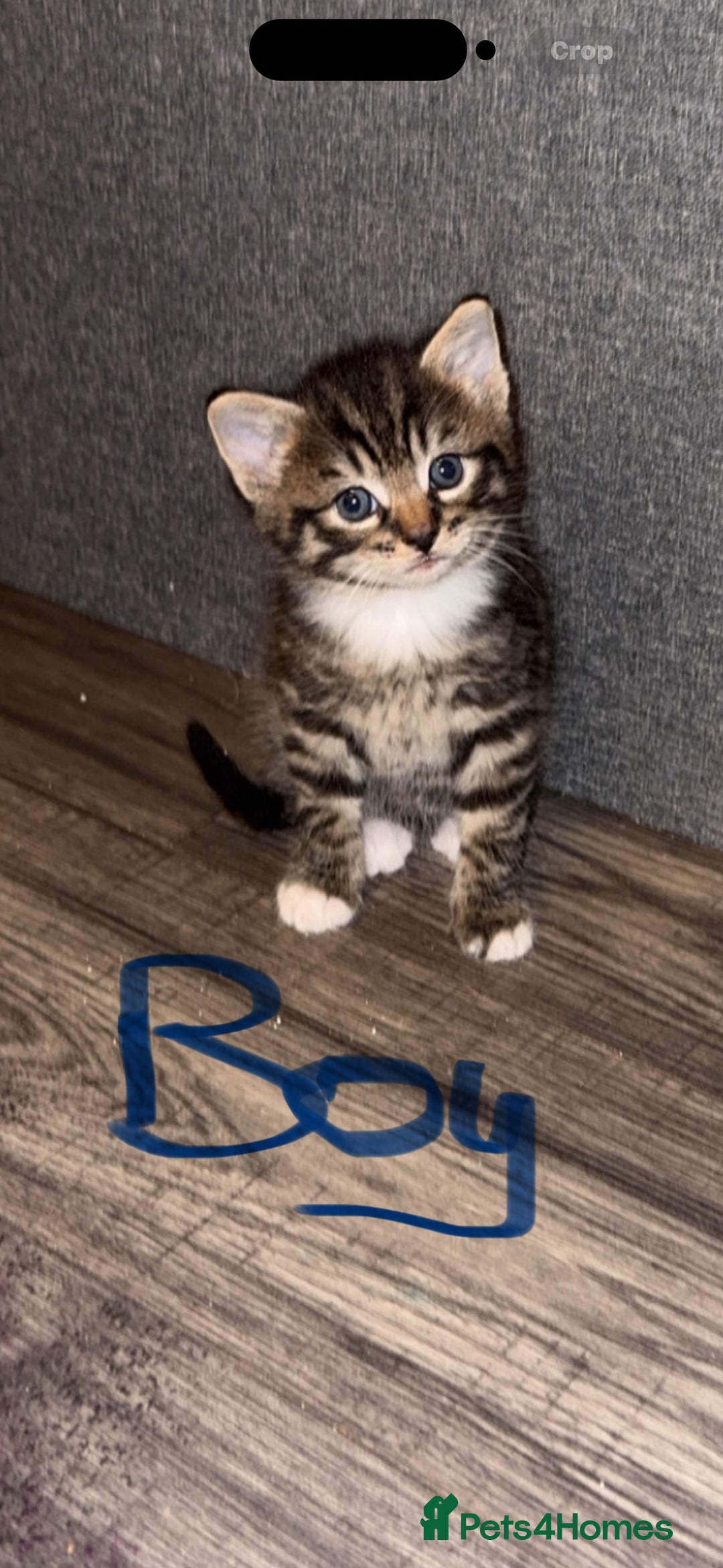 Mixed Breed cats for sale: Gorgeous kittens - Advert 2