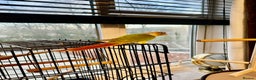 Conures birds for sale: Breading Pair of Green-Cheeked Conures Experienced - Advert 4