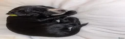 Cocker Spaniel dogs for sale: KC Registered Cocker Spaniel Puppies - Advert 28