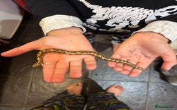 Snake reptiles for sale: Kenyan sand boa - Image 3