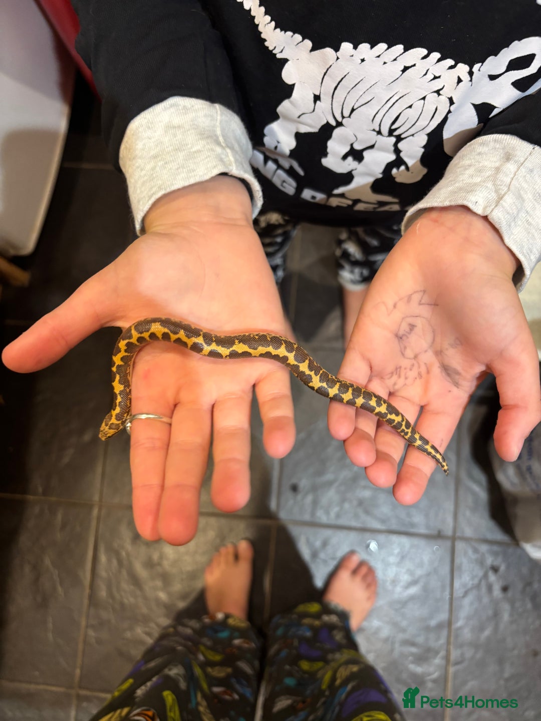 Snake reptiles for sale: Kenyan sand boa - Image 3