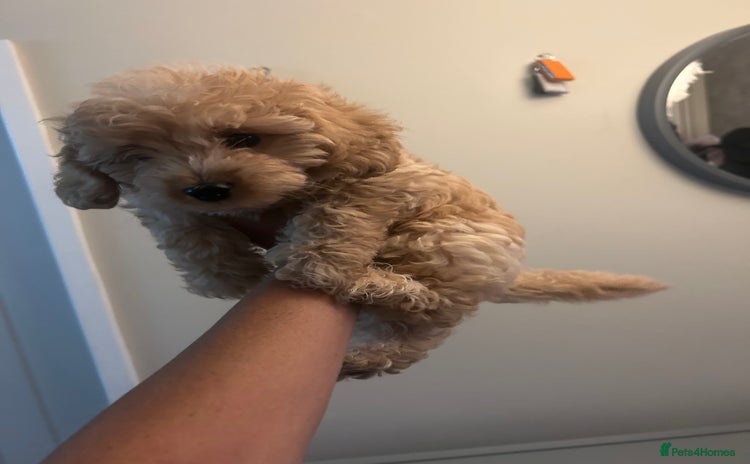 Cockapoo dogs - Advert 13
