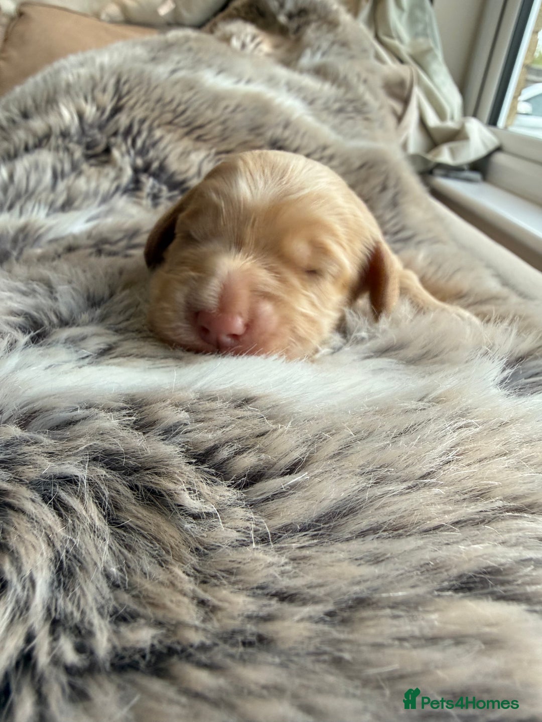 Cockapoo dogs for sale: Merle F1B Cockapoo Puppies - Image 10