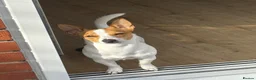 Jack Chi dogs for sale: Jack Russel terrier dog - Advert 2
