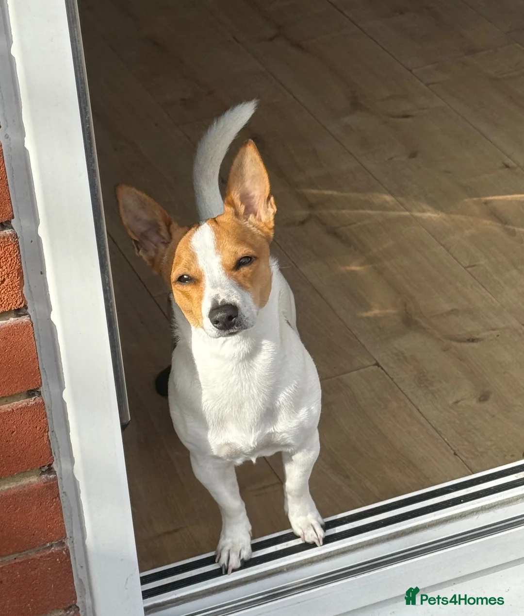 Jack Chi dogs for sale: Jack Russel terrier dog - Advert 2