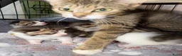 Mixed Breed cats for sale: Tabby kittens - Advert 9