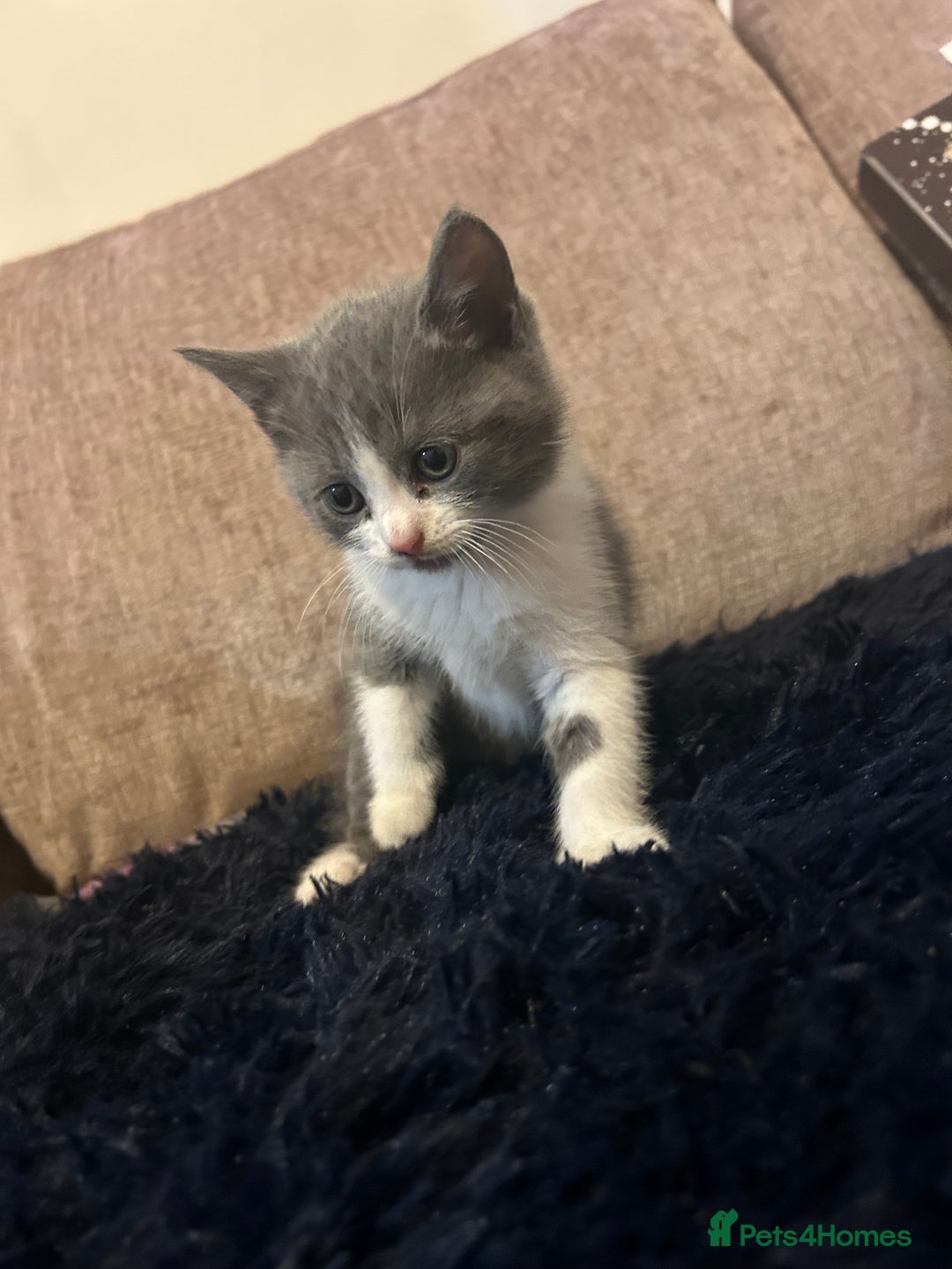 British Shorthair cats for sale: British shorthair kitten  - Advert 7