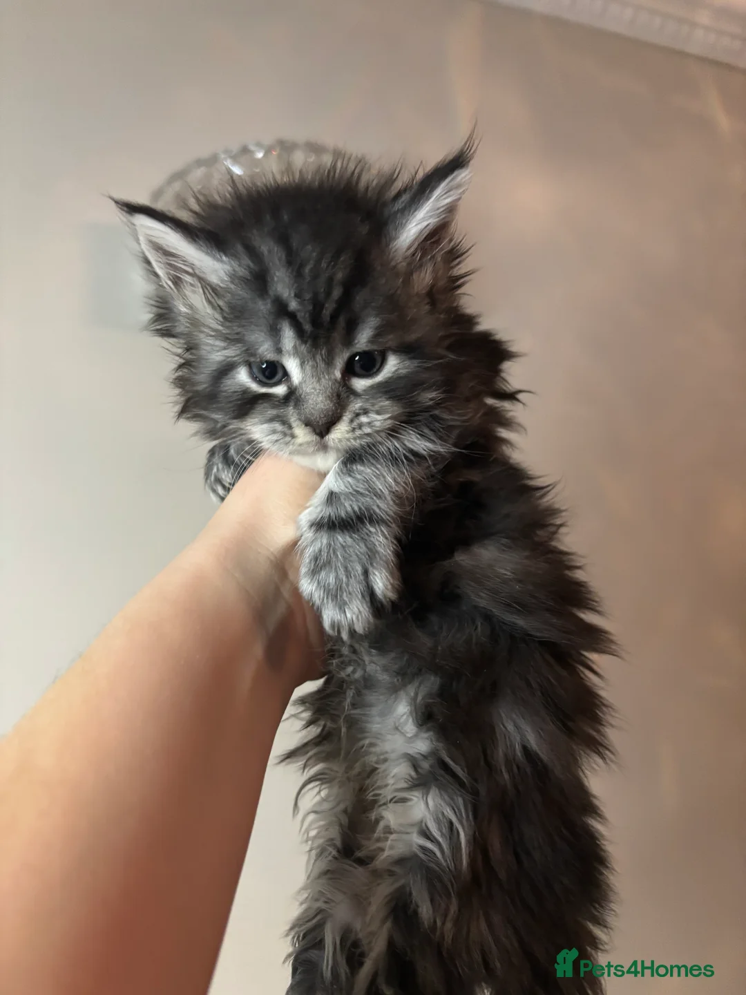 Maine Coon cats for sale: TICA Registered Maine Coon Kittens - Advert 4