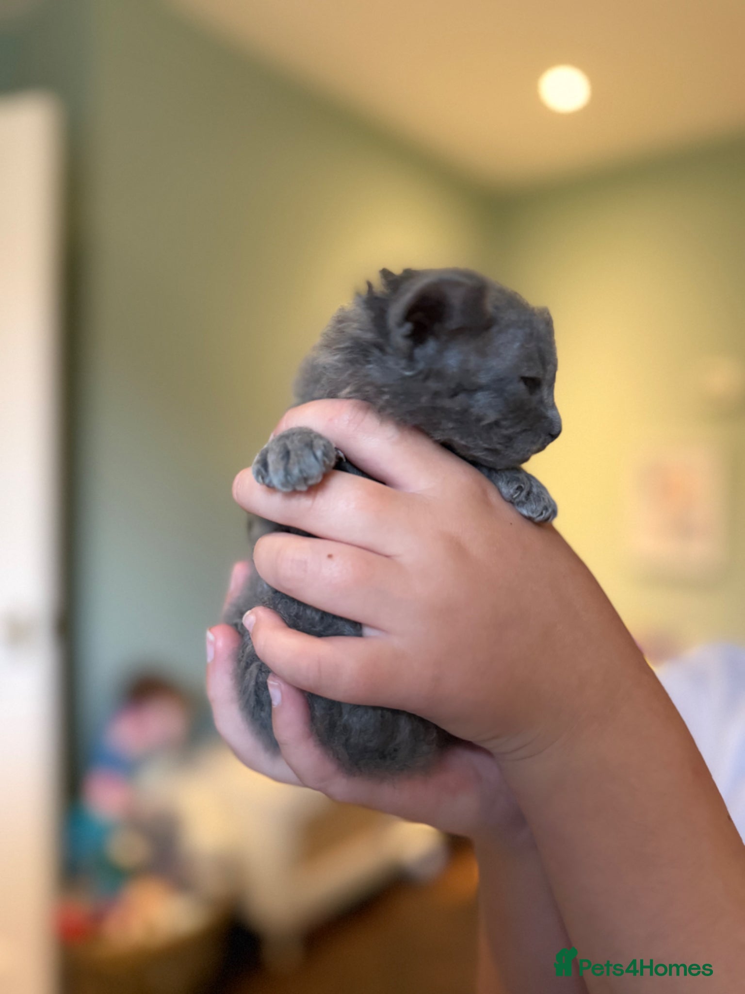 Mixed Breed cats Grey kittens - Mum is Sphynx X British short hair - Advert 14