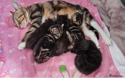 Sokoke cats for sale: Mixed-Breed African Sokoke × Turkish Van  - Image 3