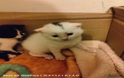 Turkish Angora cats for sale: Turkish Angora kittens for sale - Image 4