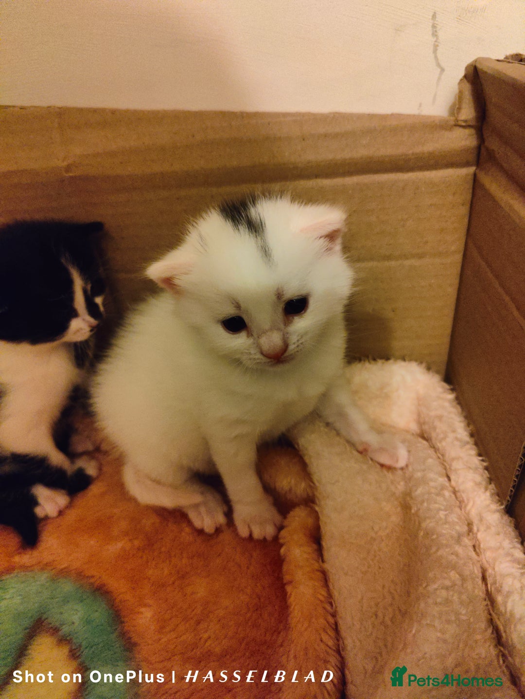Turkish Angora cats for sale: Turkish Angora kittens for sale - Image 4
