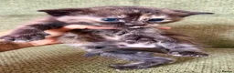 Ragdoll cats for sale: Absolute unique beauties Mink Ragdoll x BSH - Advert 14