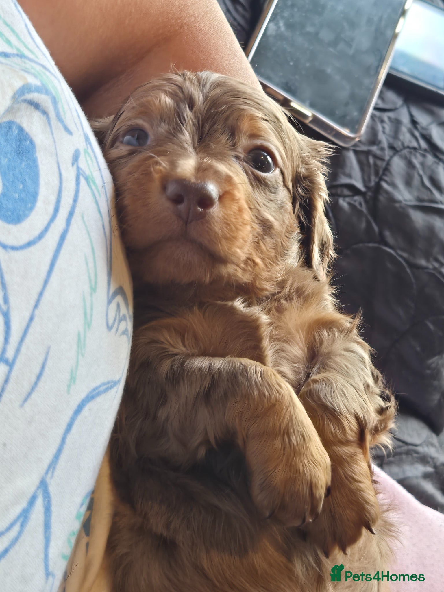 Dachshund dogs for sale: 5 gorgeous dachshund puppies for loving homes in Ludlow - Advert 5