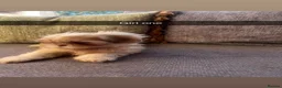 Shih Tzu dogs for sale: Imperial Shih Tzus  - Advert 8