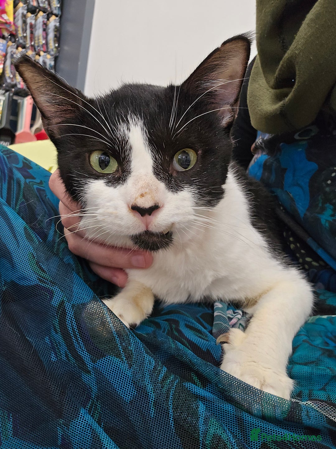 Mixed Breed cats for adoption: [Indoors Only] Thomas - The perfect impurrfect boy - Advert 10