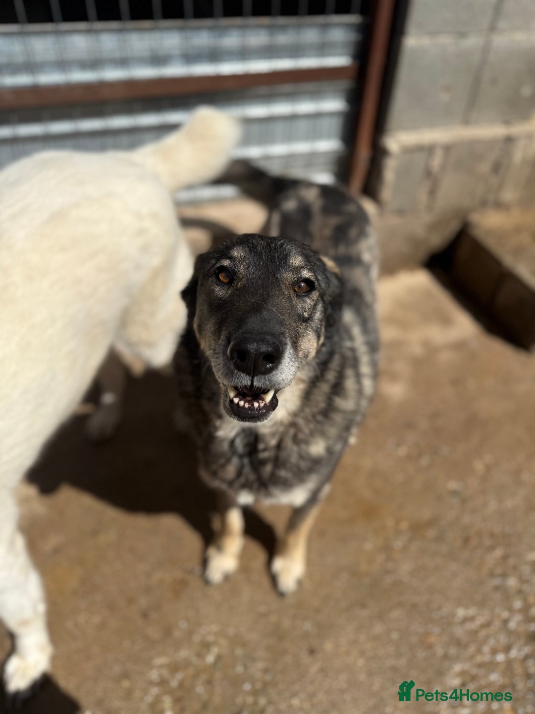 Mixed Breed dogs for adoption: Pepper is looking for a family  - Image 8