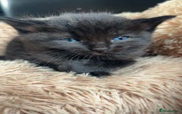 Ragdoll cats for sale: Ragdoll x Bengal  - Image 15