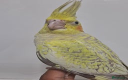 Cockatiels birds for sale: Silly hand tamed baby cockatiels for sale  - Image 10