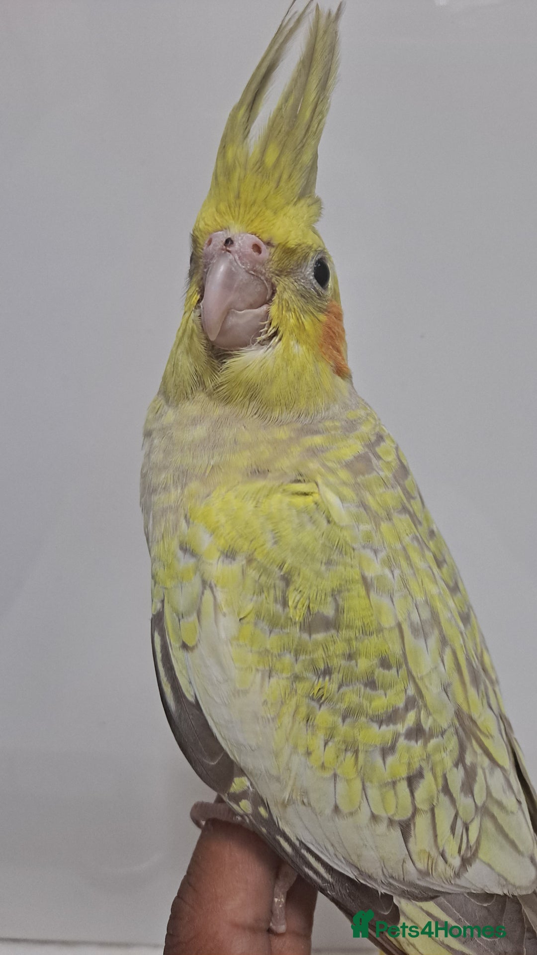Cockatiels birds for sale: Silly hand tamed baby cockatiels for sale  - Image 10