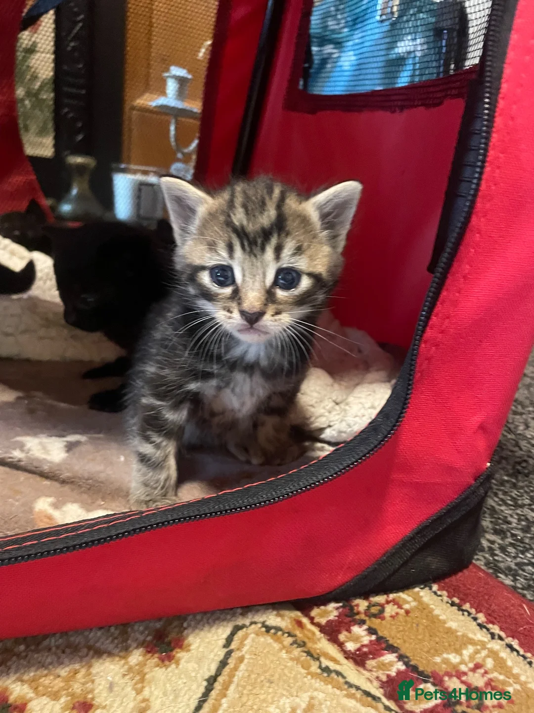 British Shorthair cats for sale: Ready now 6 beautiful balls of fluff. in Sheffield - Advert 10
