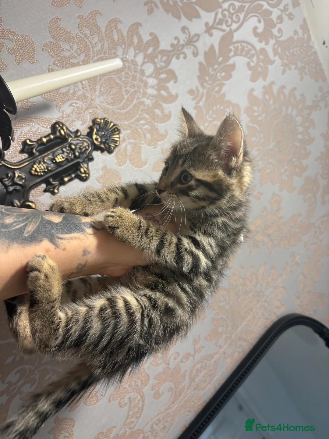 Mixed Breed cats for sale: Mainecoone cross toyger kittens  - Advert 5