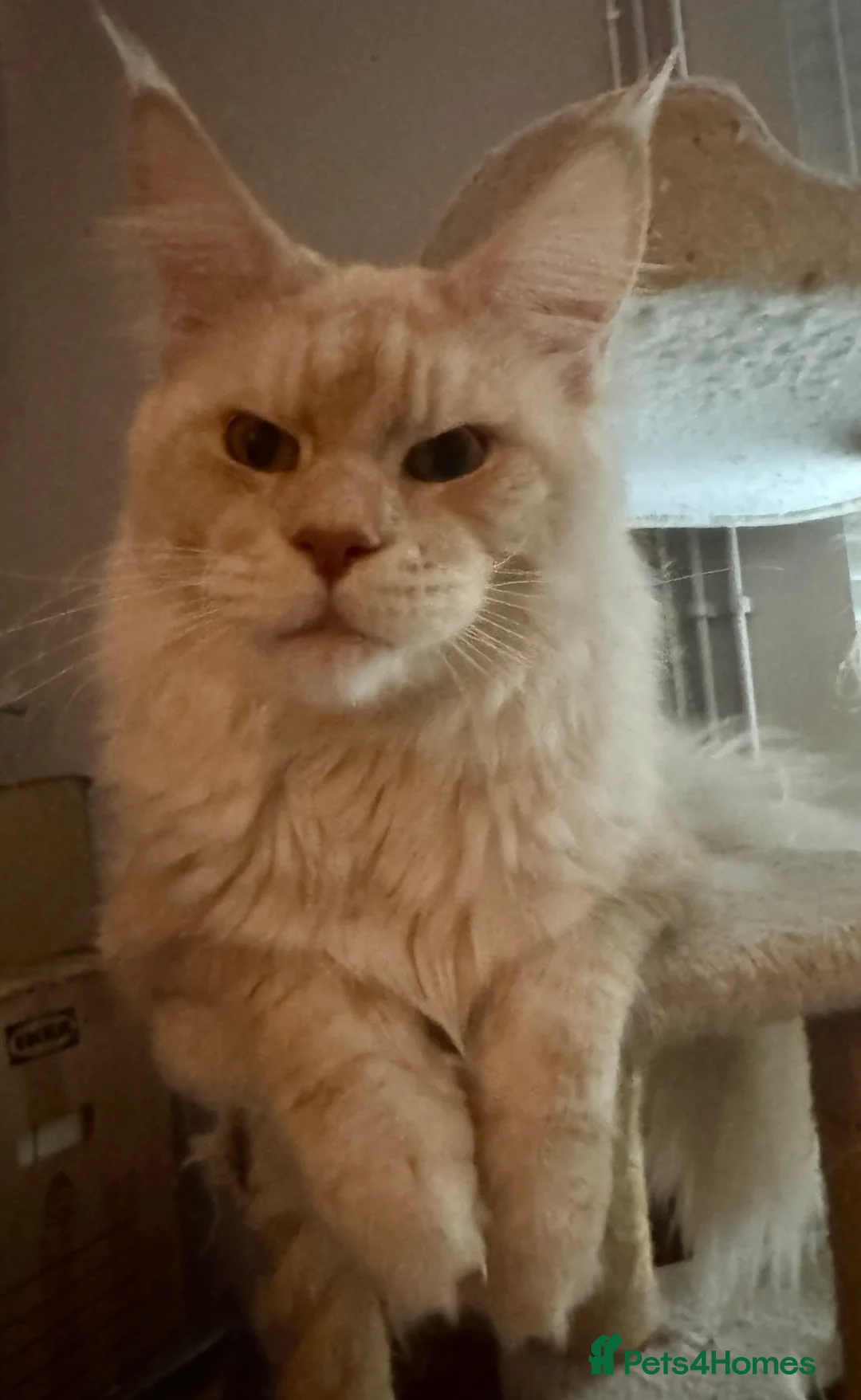 Maine Coon cats for sale: Full pedigree, Shaded Maine Coon boys - Advert 11