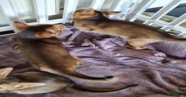 Abyssinian cats - Advert 1