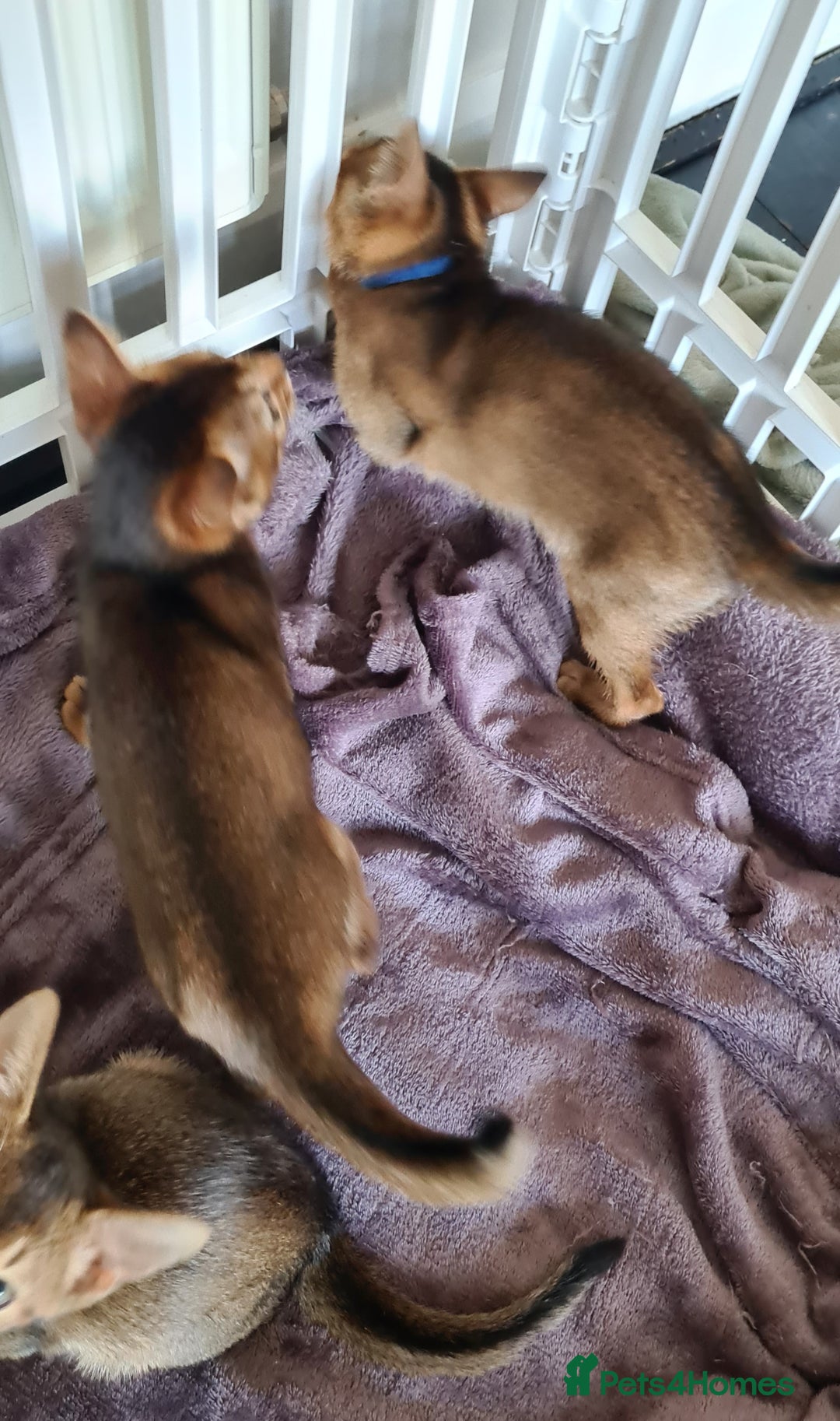 Abyssinian cats for sale: Pedigree abysinnian kittens - Image 2