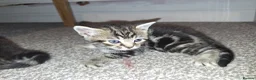 Mixed Breed cats for sale: 4 beautiful playful kittens ready for a new home!! - Advert 9