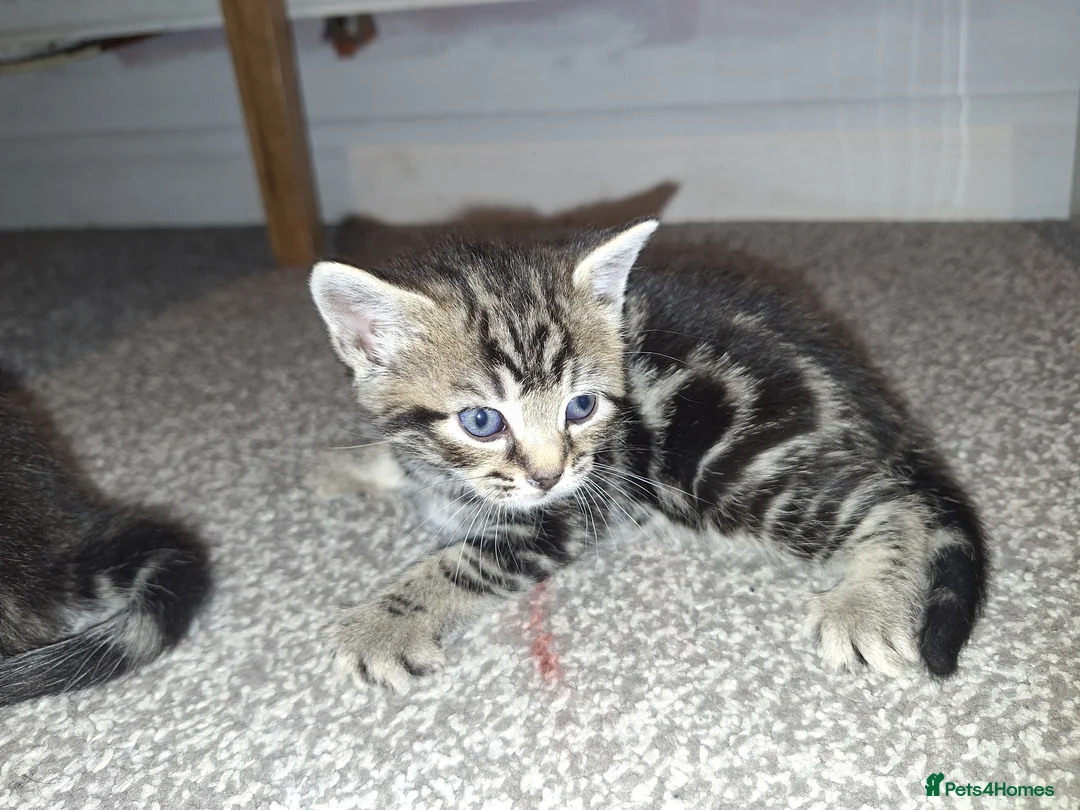 Mixed Breed cats for sale: 4 beautiful playful kittens ready for a new home!! - Advert 9