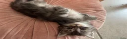 Ragdoll cats for sale: Beautiful Maine Coon × Ragdoll Kittens  - Advert 10