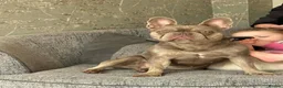 French Bulldog dogs for sale: Female frenchie bella - Advert 4