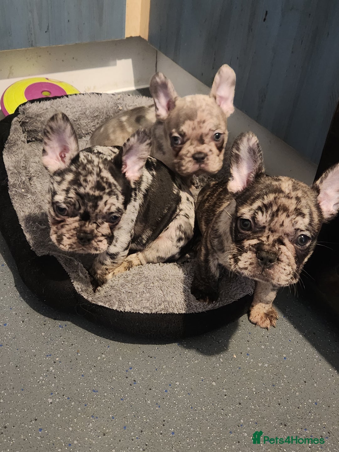 French Bulldog dogs for sale: Beautiful Puppy's For Sale  - Advert 20