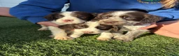 Cocker Spaniel dogs for sale: Cocker spaniel puppies 4boys 2girls  - Advert 6