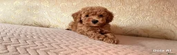 Cockapoo dogs for sale: F1BB Cockapoo girl – 2nd Vaccine & Microchipped - Advert 4
