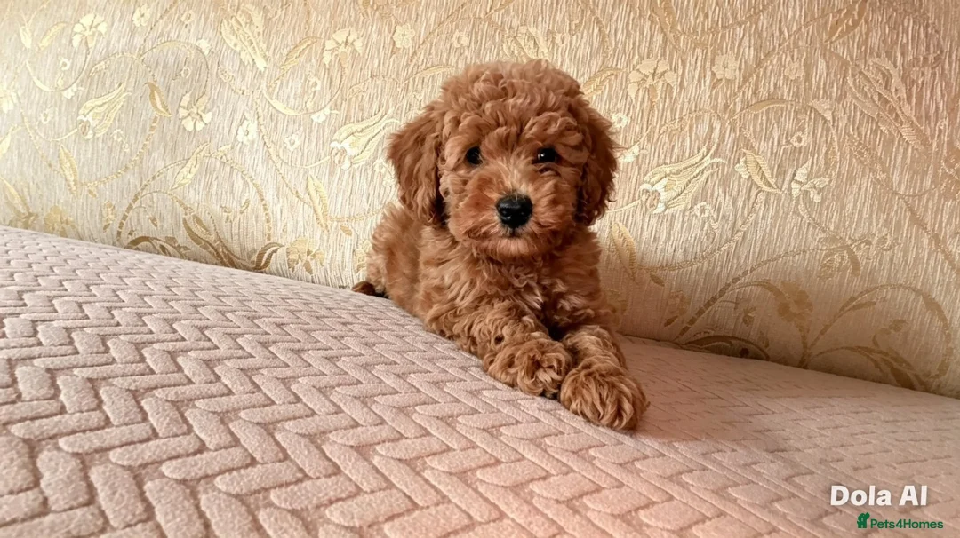 Cockapoo dogs for sale: F1BB Cockapoo girl – 2nd Vaccine & Microchipped - Advert 4