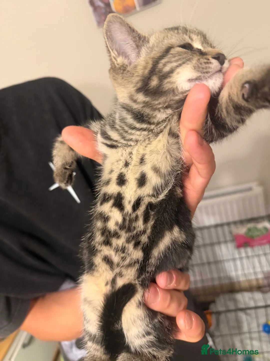Bengal cats for sale: 3 bengal kittens  - Advert 23