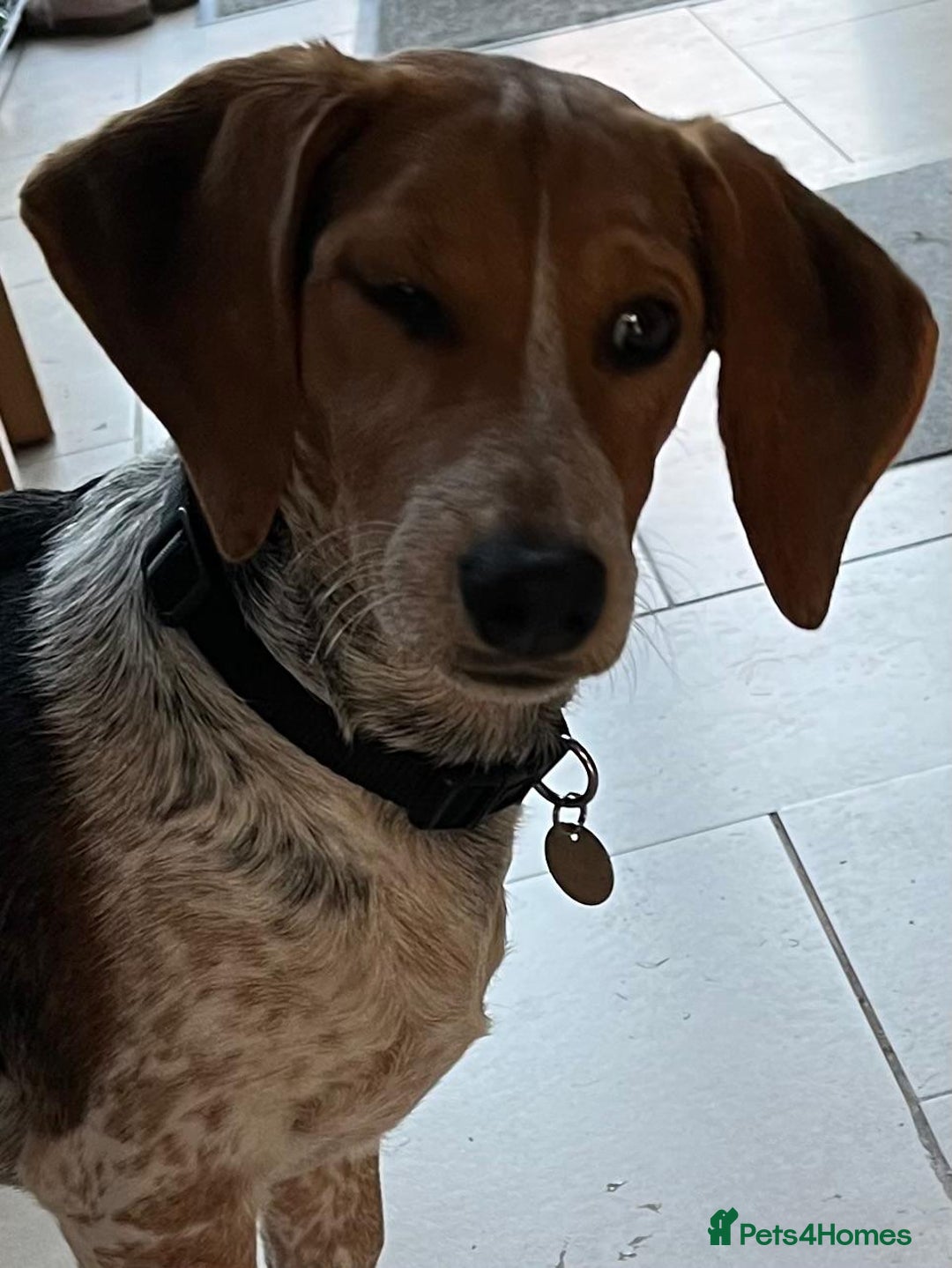 Mixed Breed dogs for adoption: Adorable Mimi Beagle cross 5 months old - Advert 10