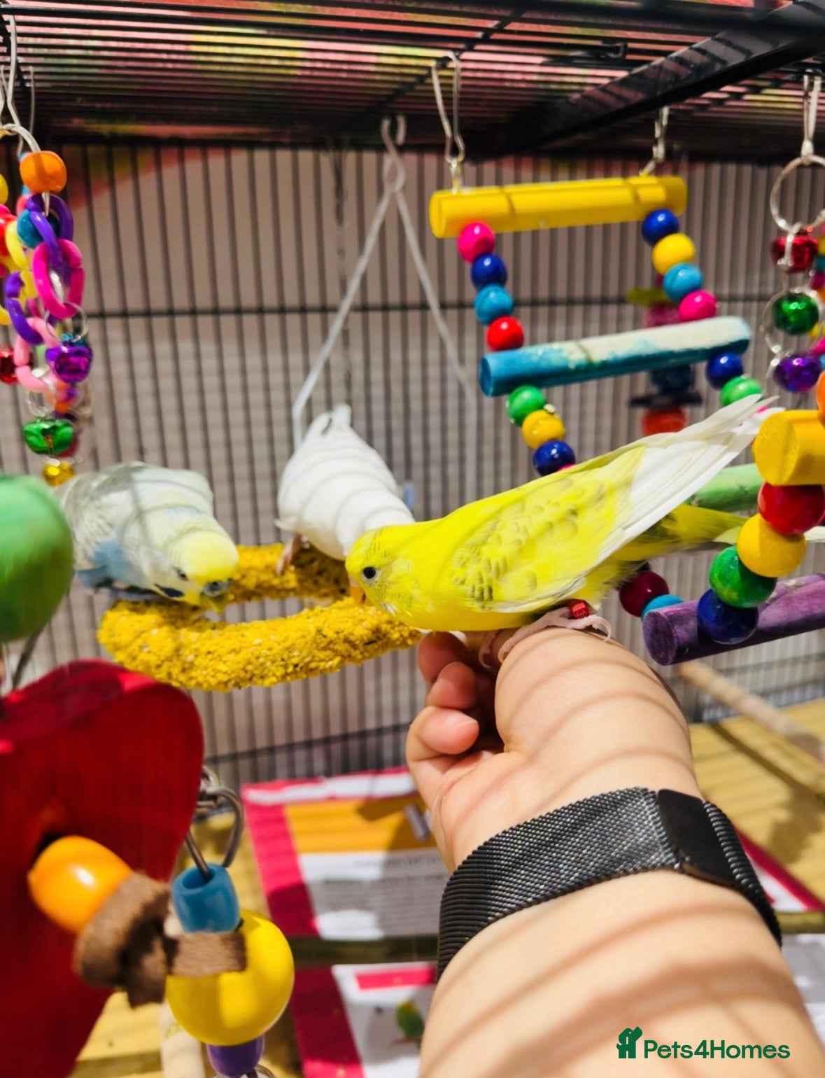 Budgerigars birds Three Lovely Parrots - Full Setup Included | £150 - Advert 18