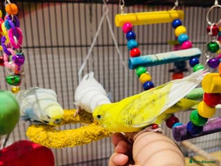 Budgerigars birds Three Lovely Parrots - Full Setup Included | £150 - Advert 18