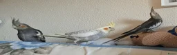 Cockatiels birds for sale: Baby cockatiels ( 2 boys and 1 girl ) for sale  in Prescot - Advert 1