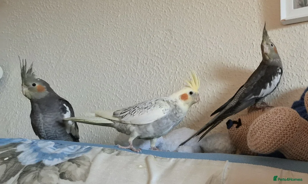 Cockatiels birds for sale: Baby cockatiels ( 2 boys and 1 girl ) for sale  in Prescot - Advert 1