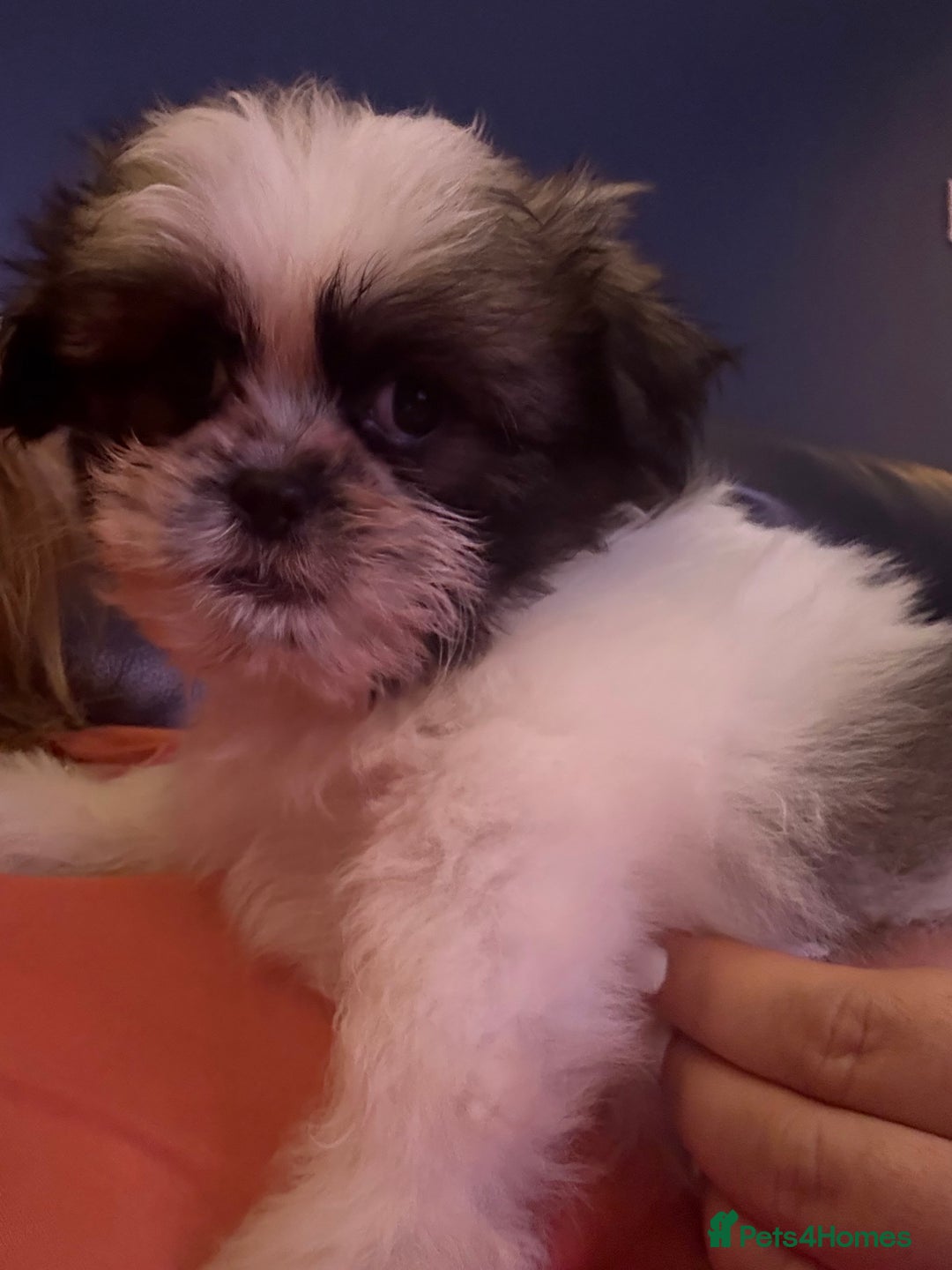 Mixed Breed dogs for sale: Shiranian boy puppies ready now  - Image 3