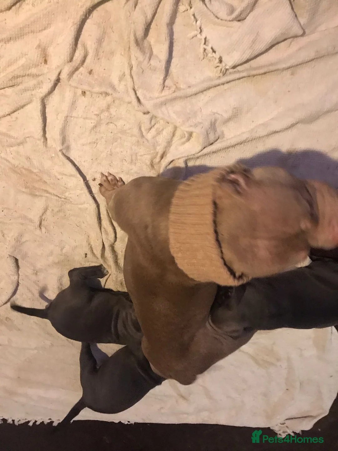 Mixed Breed dogs for sale: Pocket bully / Cane Corso pups  - Advert 9