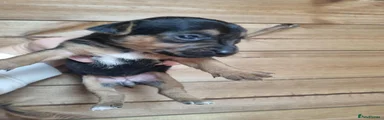 Jack Russell 3