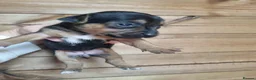 Jack Russell dogs for sale: Jack Russell litter - Advert 3