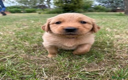 Golden Retriever dogs for sale: 4 KC registered Golden Retriever puppies  - Image 19